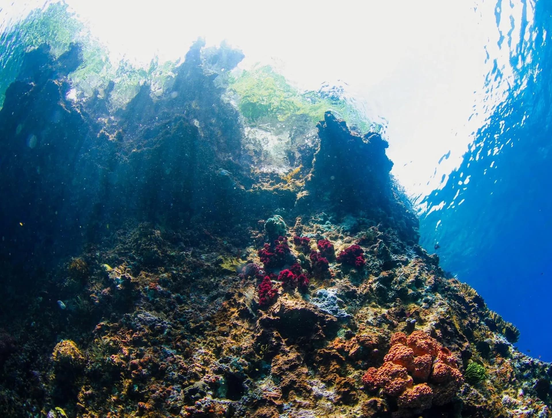 Friwen Wall Dive Site