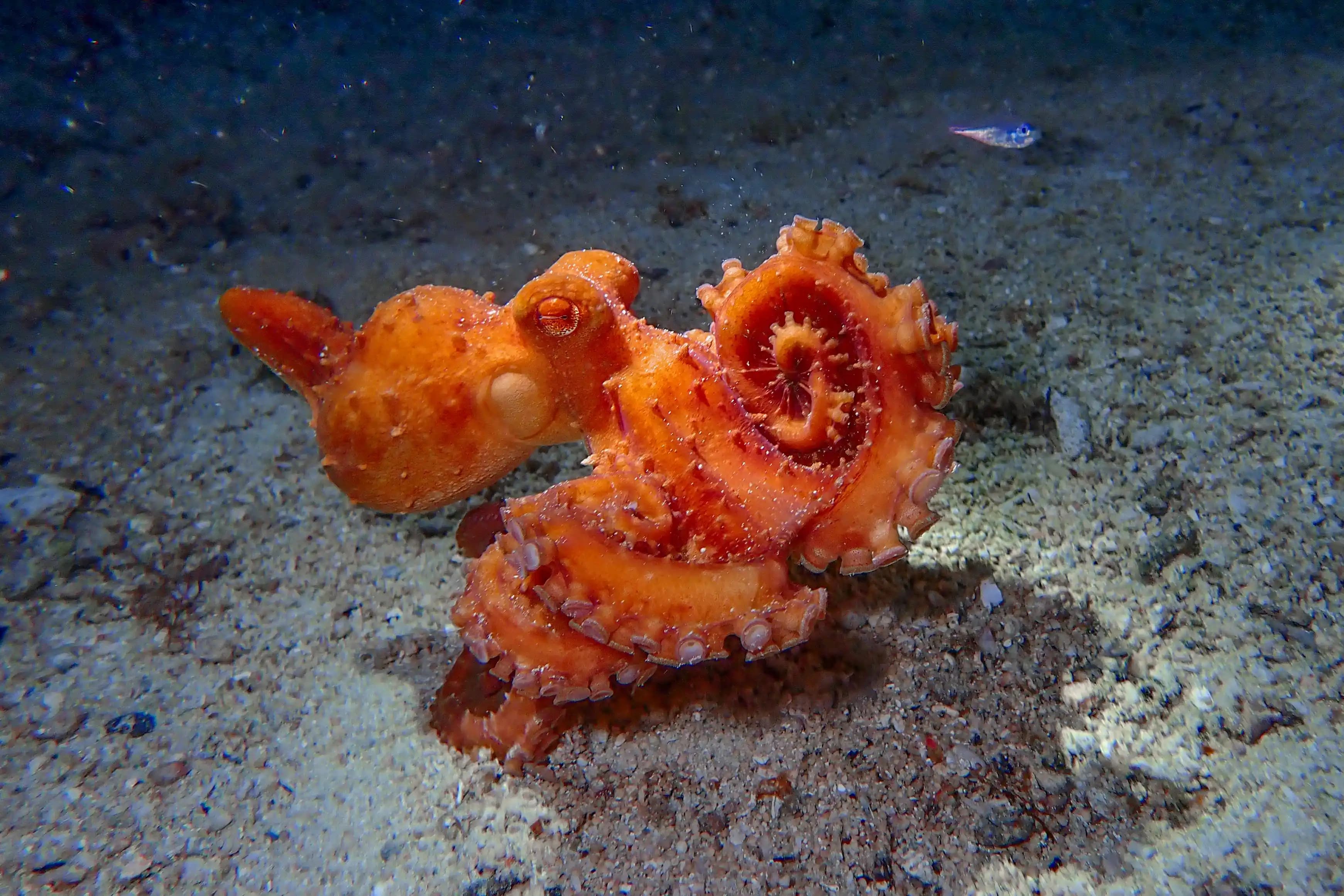 Friwen Wall Dive Site