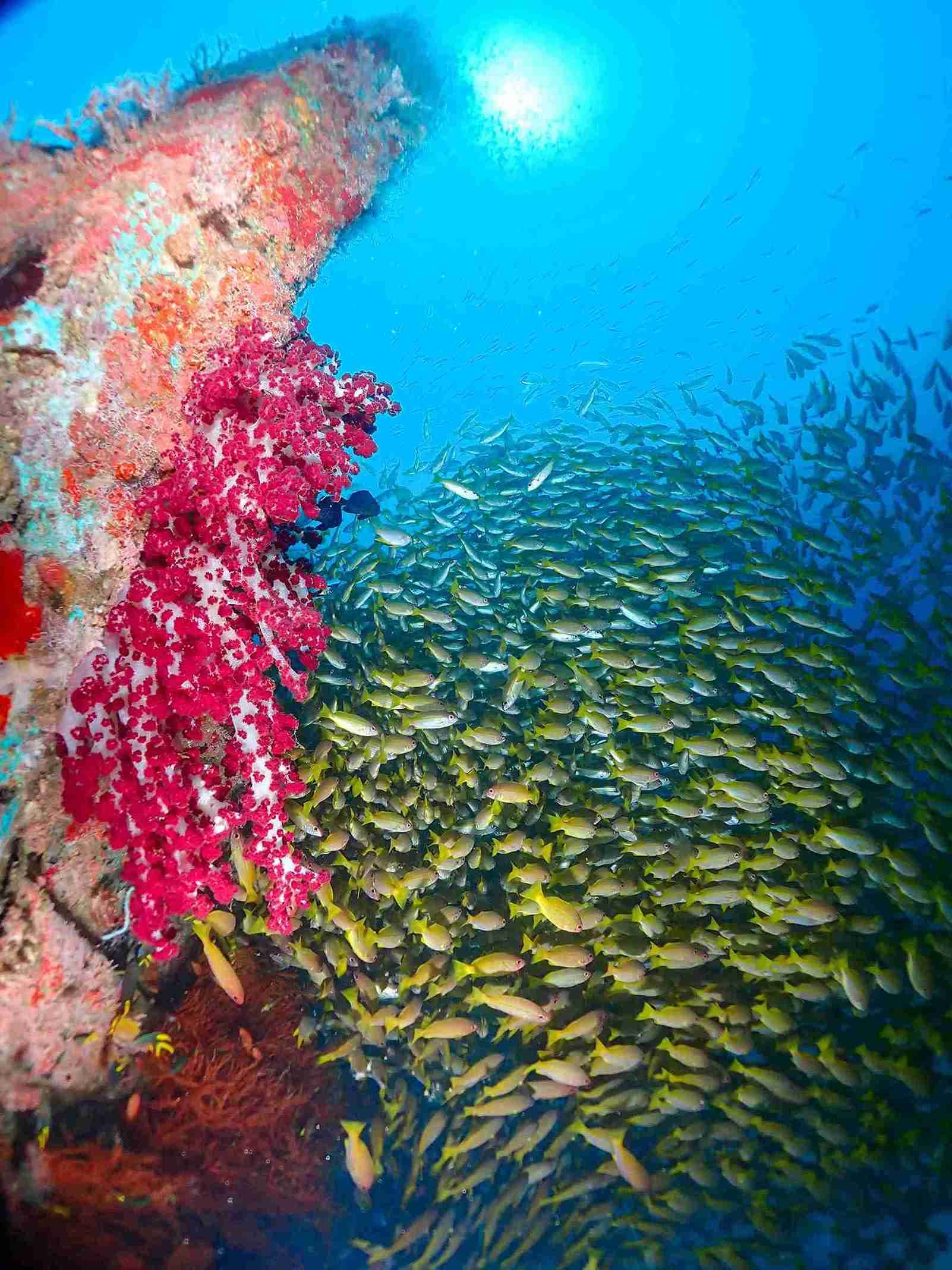 Manta Ridge Dive Site