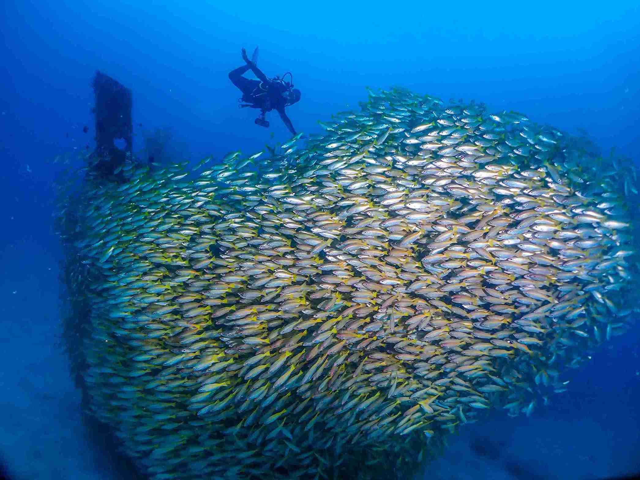 Manta Ridge Dive Site