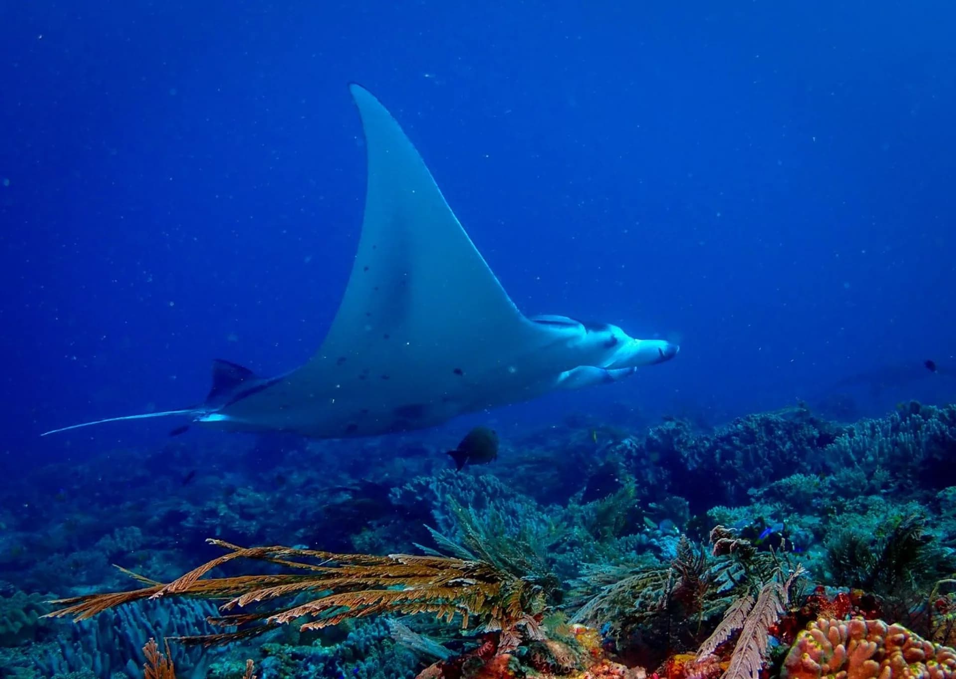 Manta Ridge Dive Site