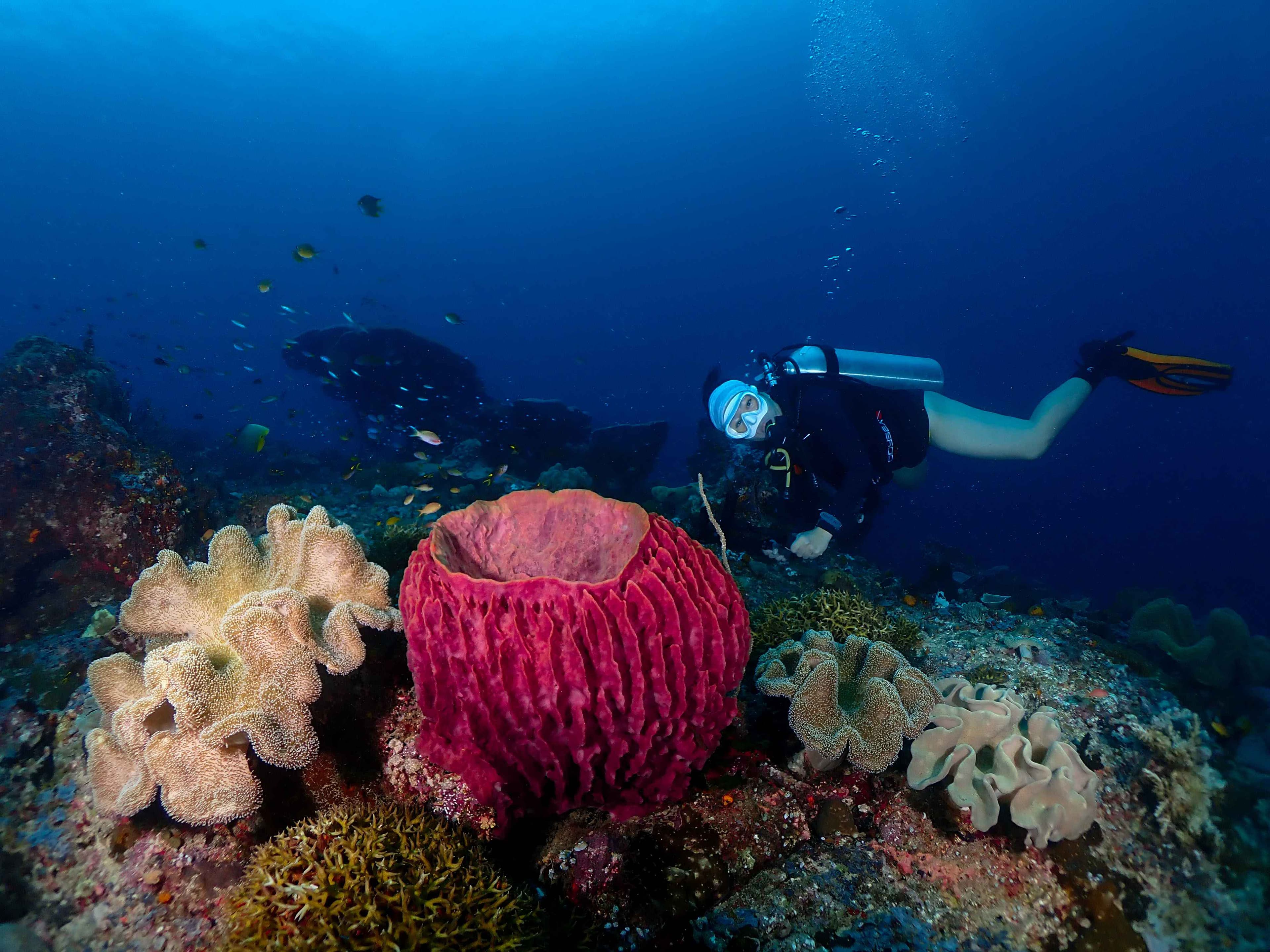 Raja Ampat Snorkeling