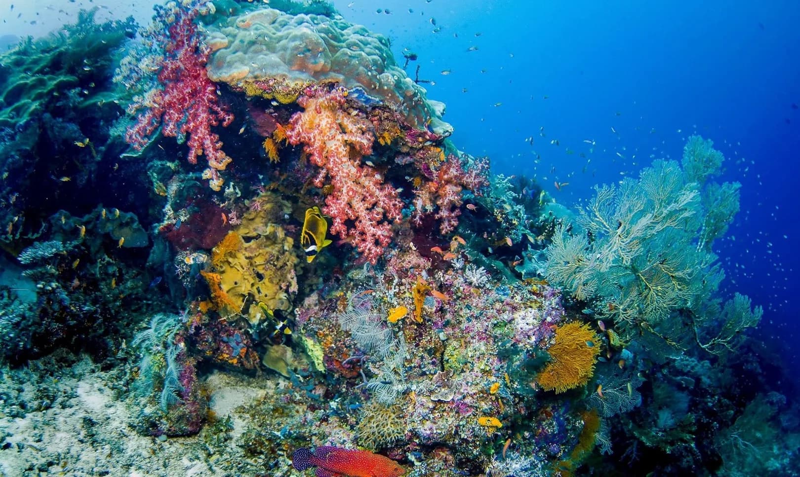 Cape Kri Dive Site