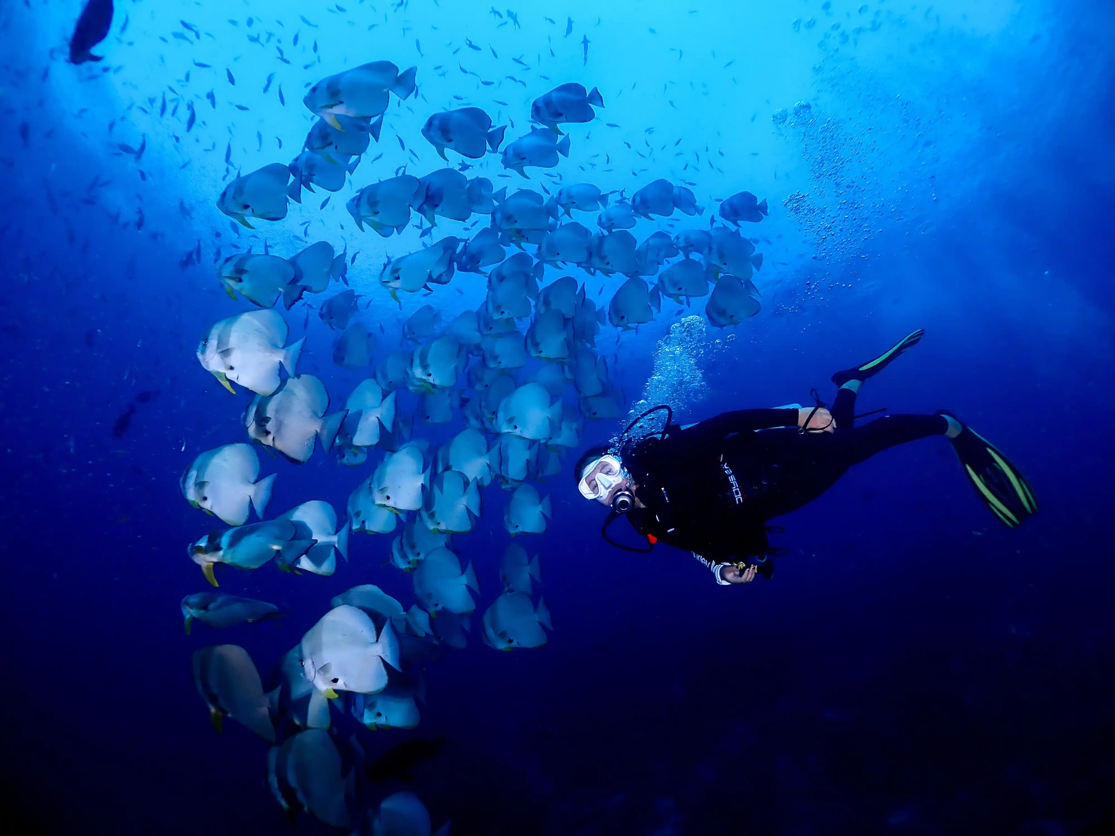 Open Water Dive