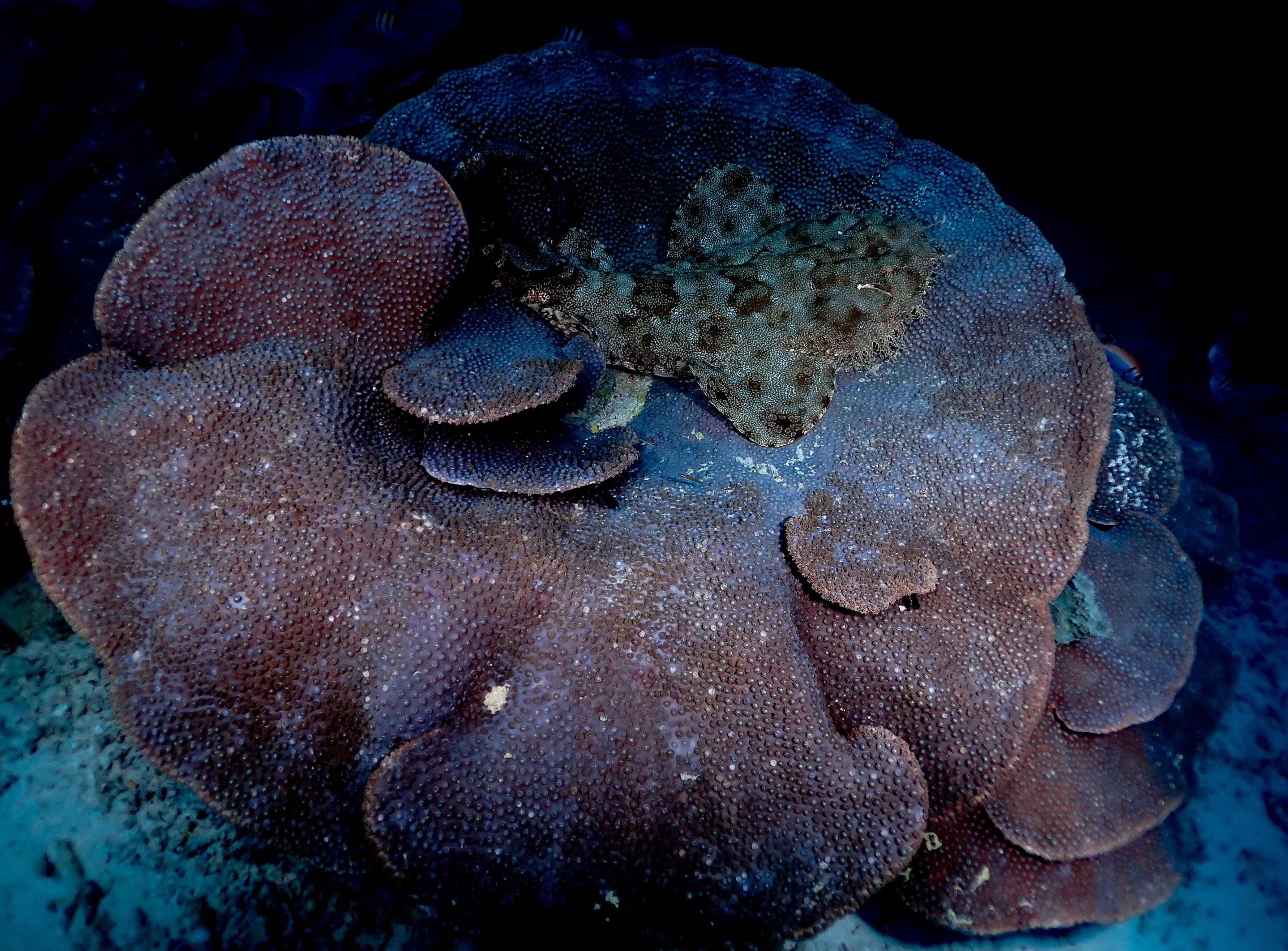 Lao Lao Dive Site