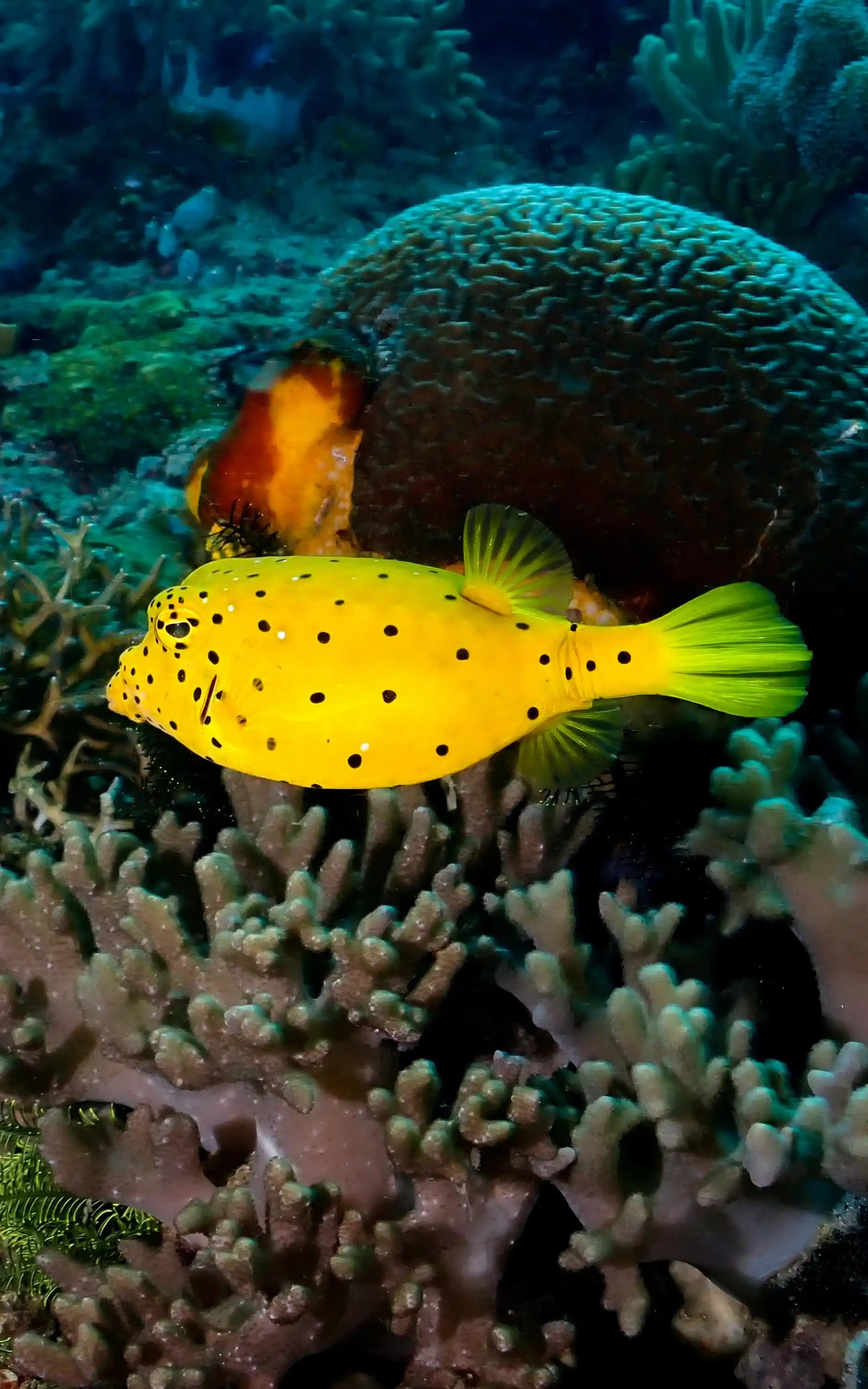 Chicken Reef Dive Site