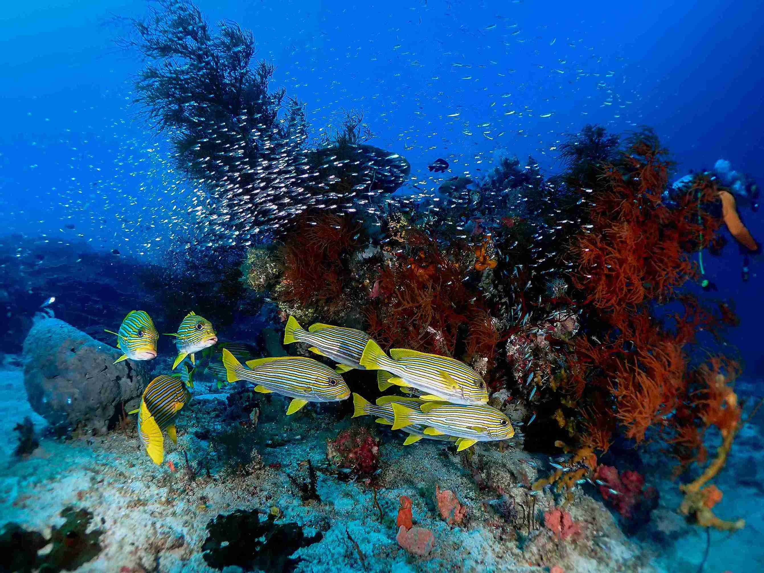 Raja Ampat Discover Scuba Diving